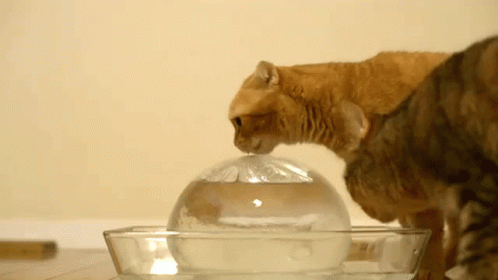 a cat is sniffing a bowl with soing in it