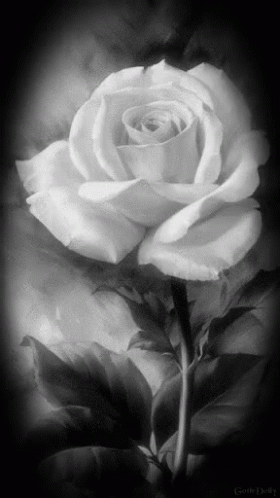 a black and white po of a rose