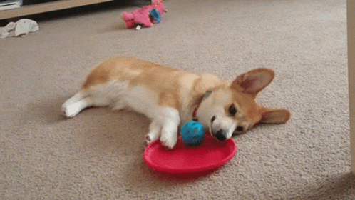 a husky dog laying down on its stomach on the floor playing with a toy