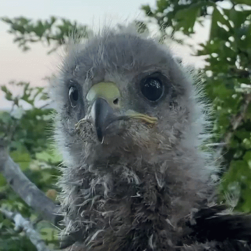 an ostrich sits in a tree and looks into the camera