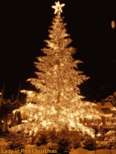 a large christmas tree lit up with lights and stars