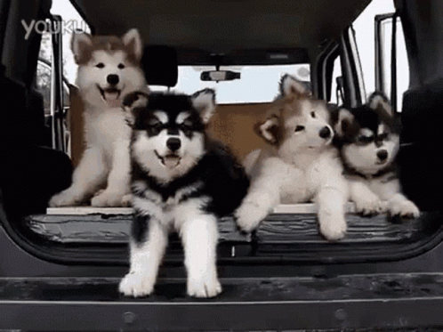 five husky dogs in the back of a pick - up truck