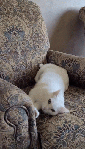 a small white cat lying on an ornate couch