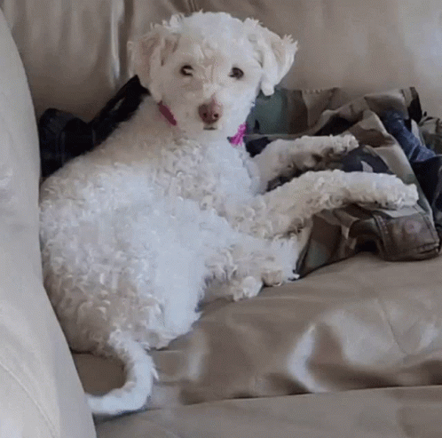 white fluffy poodle laying on the sofa