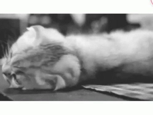 black and white pograph of a cat resting its head on a rug