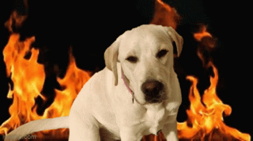 a close up of a dog with flames in the background