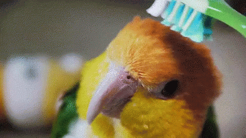 blue bird with green head and yellow beak with toothbrush