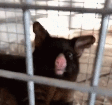 a black cat in a cage with its tongue out