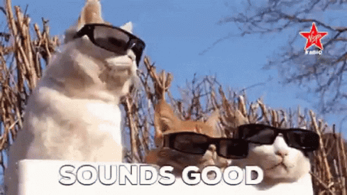 a picture with a cat wearing some sunglasses