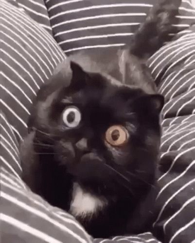 a black cat is hiding in striped bedsheets with an evil look on its face
