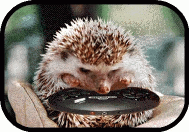 a hedgehog is looking at a disk with its face on it