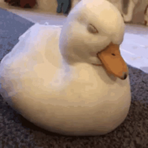a duck is sitting in a room and looking up at the camera