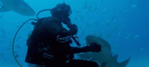 scuba divers underwater in a large aquarium