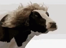 a black and white sheep has a very long mohawk on its head