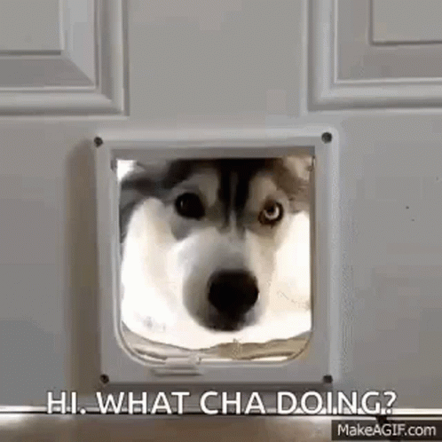 a husky is poking his head out of a doggie door