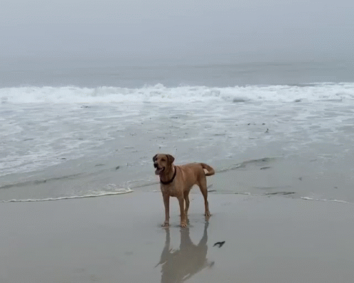 a dog is standing in the surf at the beach