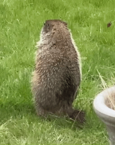 a little porcupine is sitting in the grass by a bird bath