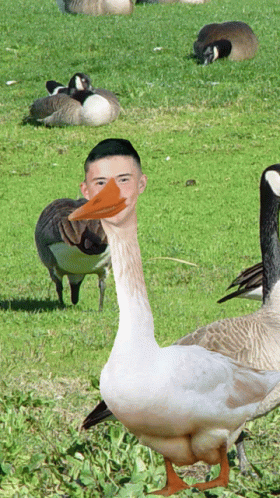 ducks and geese are in the green field