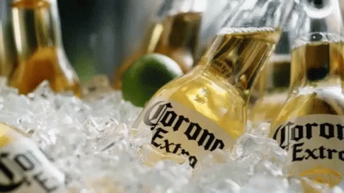 an array of corona extra beer bottles sit in a bin of ice