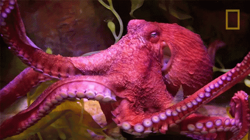 an octo swimming in water next to plants