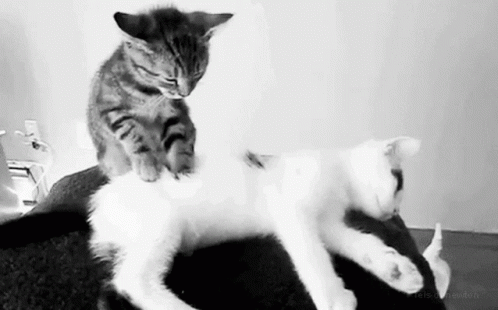 one cat playing with another cat on a table