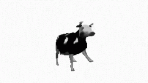 a cow with large white legs and black vest standing alone