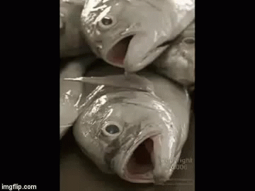 several stuffed fish have their mouths open and mouths open