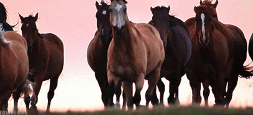 many horses are standing together in a field