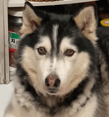 a husky dog sits by a white shelf