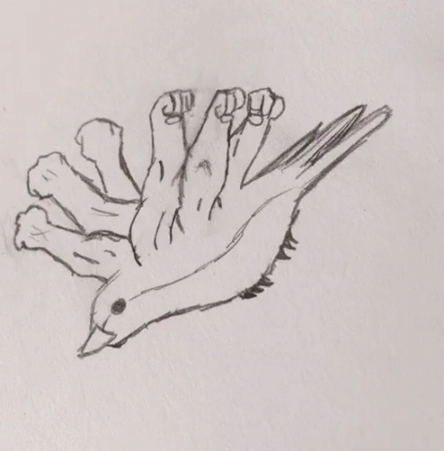 drawing of bird flying through white paper with right wing outstretched