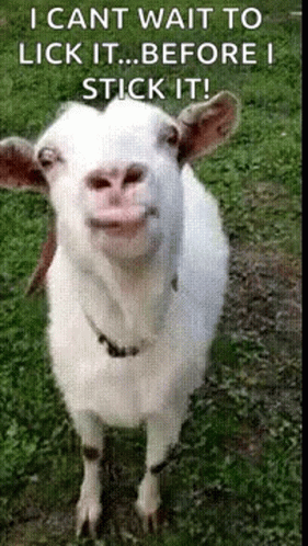 a sheep smiling with a funny face on it's face
