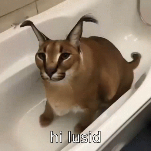 a cat sits in a bathroom sink and looks up