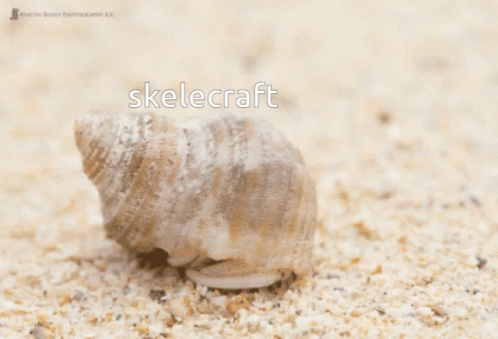 a blue seashell sitting on a beach with the word skelecraft