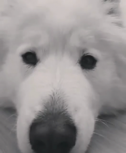 the fluffy dog's nose looks like it could have trouble taking off his coat