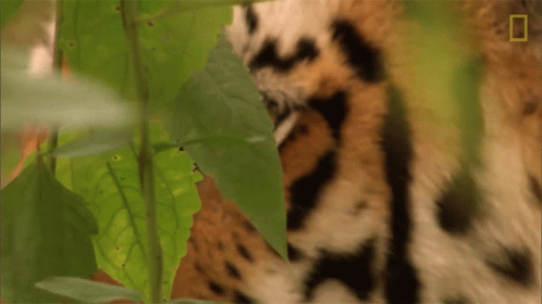 a close up of a tiger's face and leaf