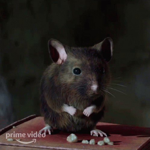 a rat sits atop an object containing peanuts