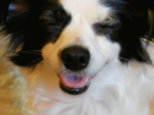 an blurry image of a dog's face with its mouth open