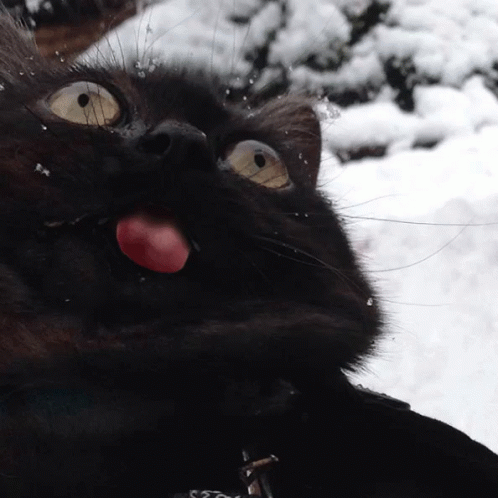 black cat laying in the snow with its mouth open