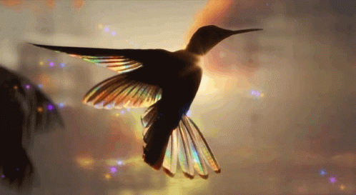 the bird has long, thin wings and multicolored feathers