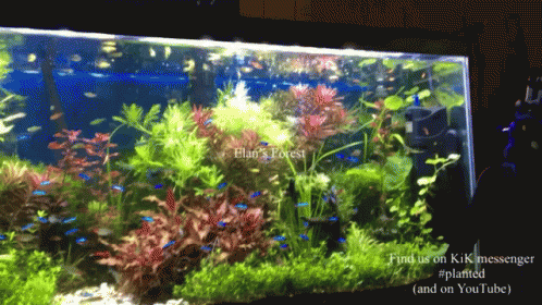 an aquarium with algae and plants inside of it