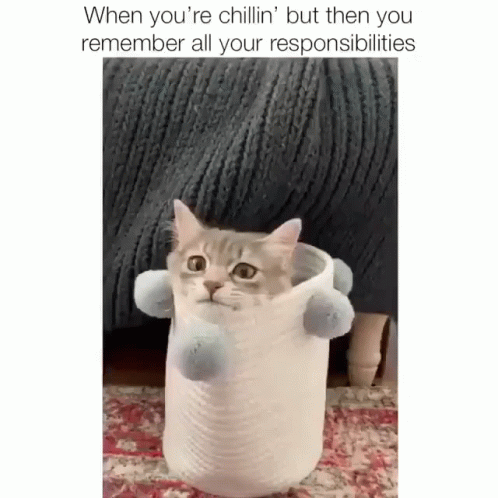 a gray and white cat holding a roll of toilet paper
