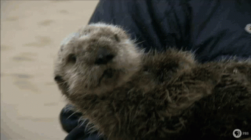 a baby sea otter being held by a person in the water
