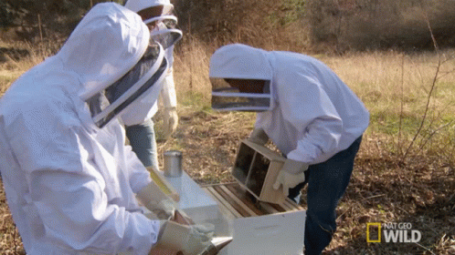 three men in bee suits looking inside a white box