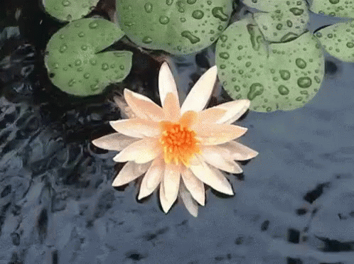 an art decoupholed flower next to water and green plants