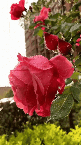 a rose and some shrubbery in the background