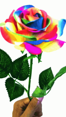 a person holding a multi - colored rose in their hand