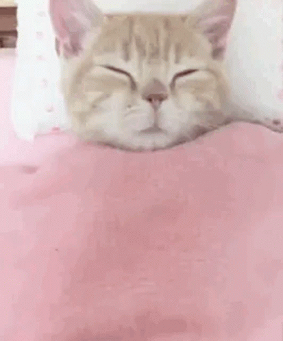 a cat is asleep on a purple blanket