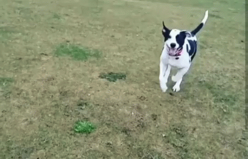a brown and white dog running around a grassy field