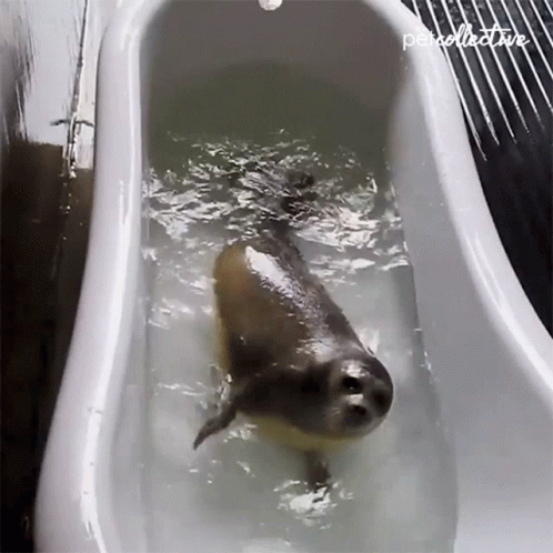 a shark swims in the water in a tub