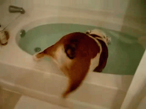 a cat is taking a bath in a bathtub